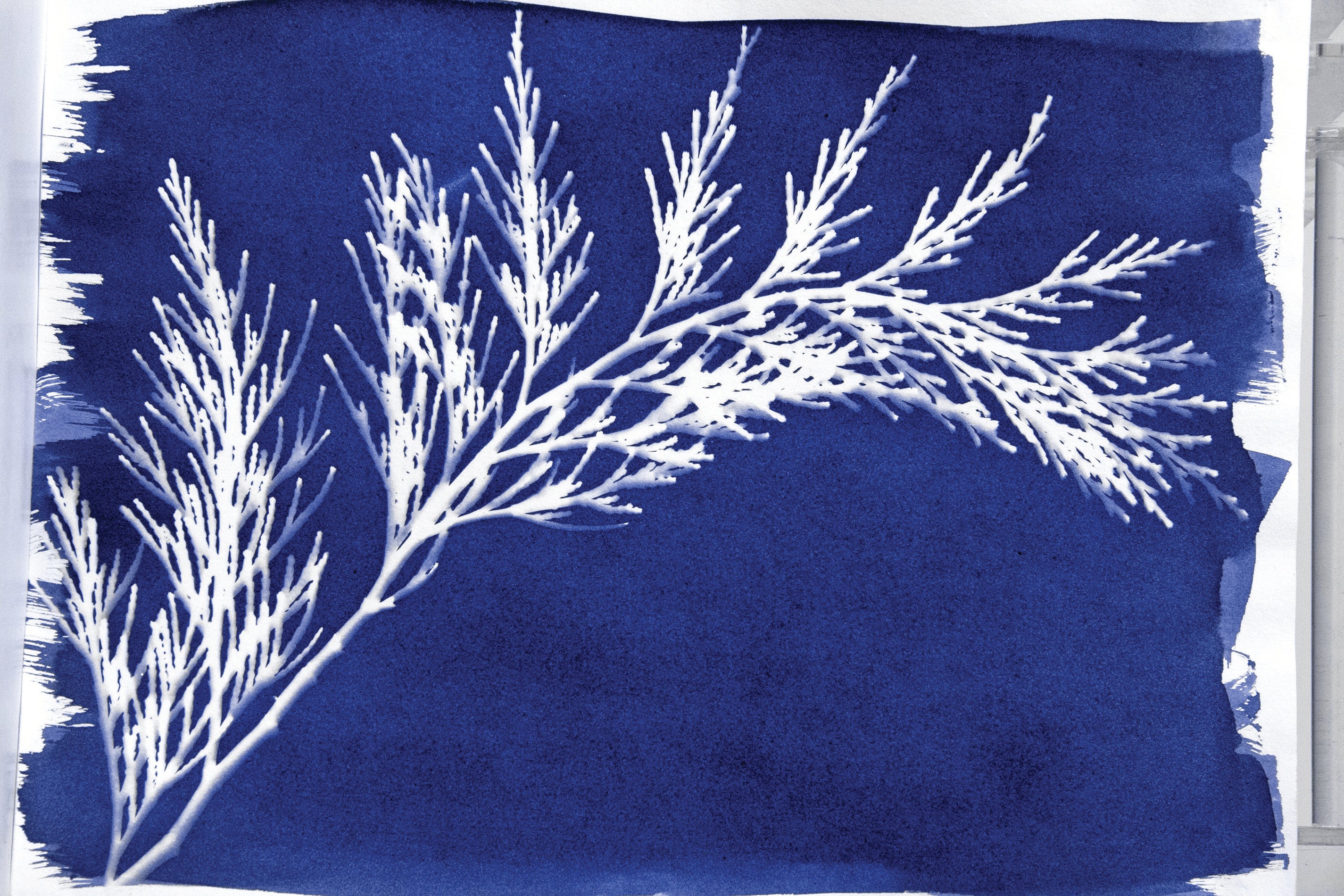 CYANOTYPE