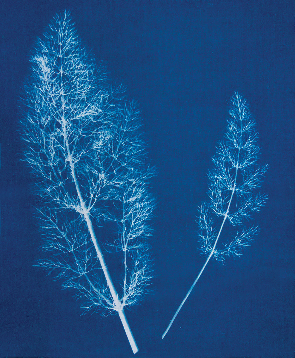 Cyanotype Set