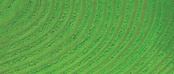 Basic Dye - (1/2 oz)