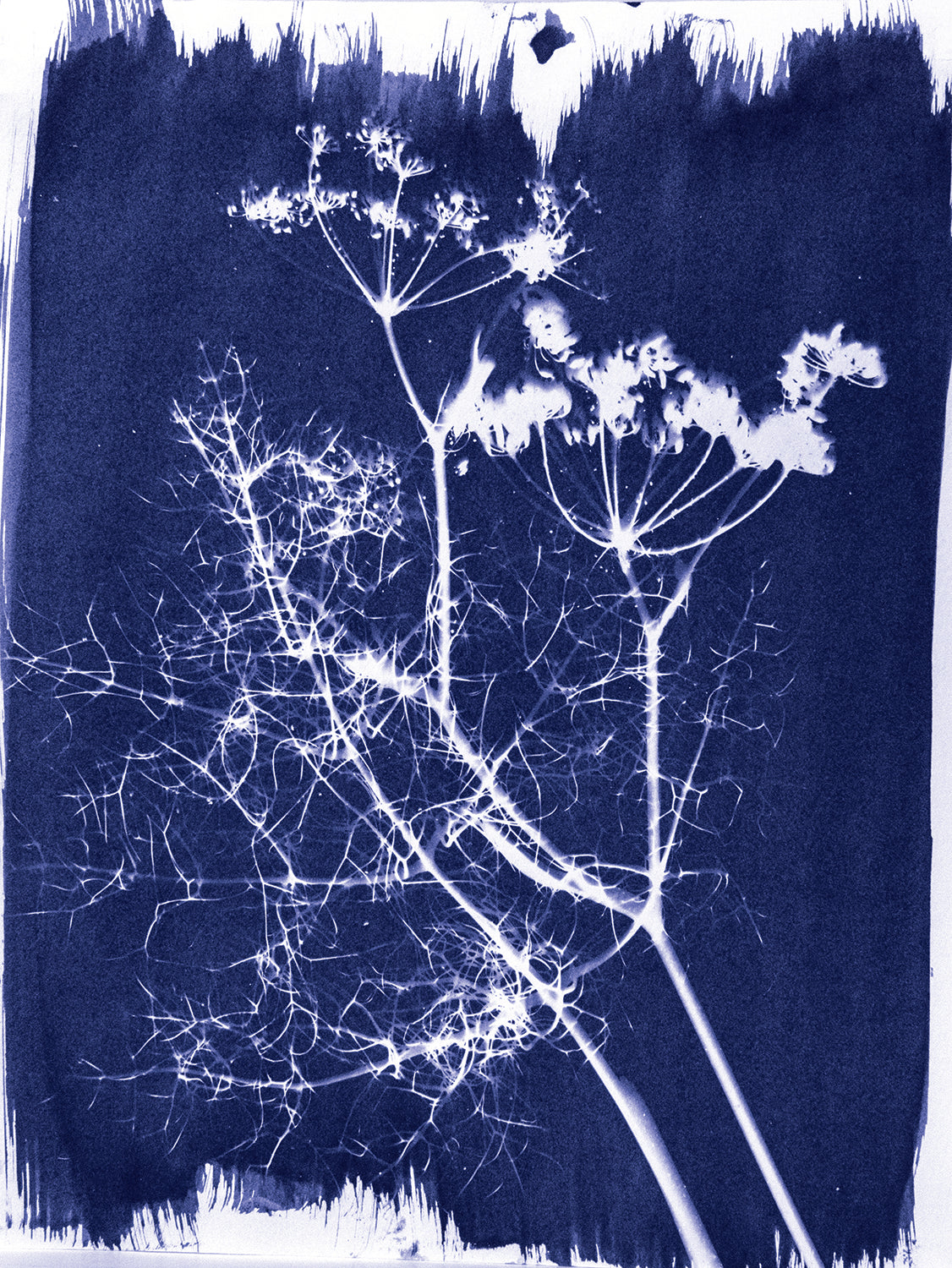 Cyanotype Set