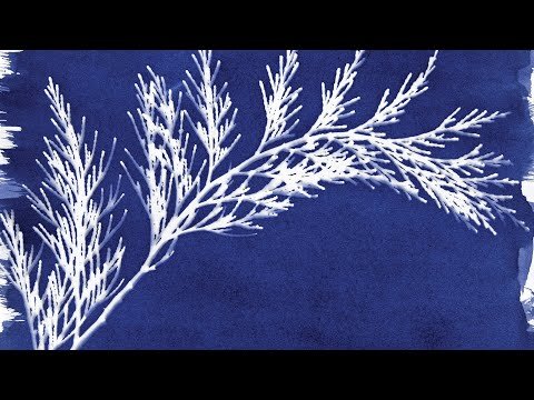 Sunprinting with the Cyanotype Set from Jacquard Products